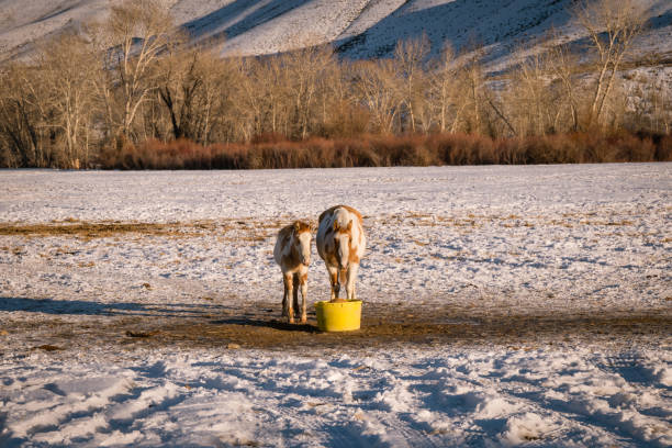 Mother and baby horse western ranch eating in field covered in snow with dramatic mountains in background.