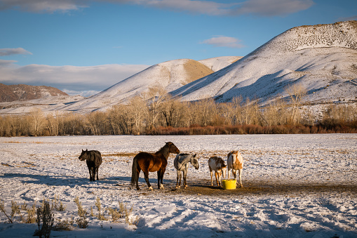Group of horses on western ranch eating in field covered in snow with dramatic mountains in background.
