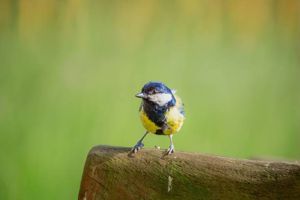 istock Closeup of a great tit bird perched on a tree log in a field 1530995463