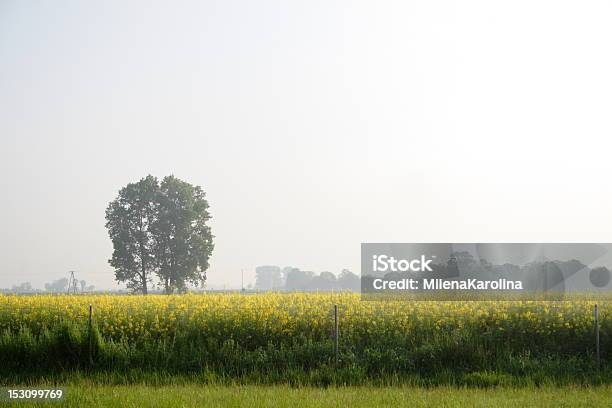 Paisaje Foto de stock y más banco de imágenes de Agricultura - Agricultura, Aire libre, Amarillo - Color