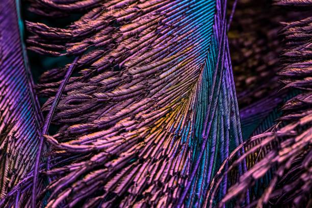 istock Beautiful, pink and purple bird feathers with abstract lines and texture 1530998933