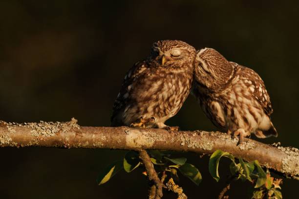 istock two owls standing on a branch next to each other in the light 1530999257