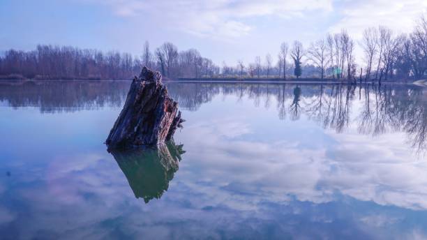 istock a stump that is floating in the water near some trees 1531000166