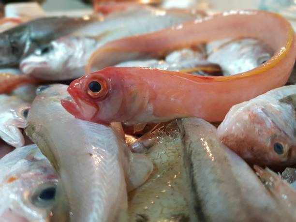 istock Caught fish that would like to escape 1531003433