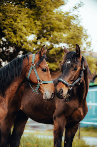 istock Arrival of the horses 1531008334
