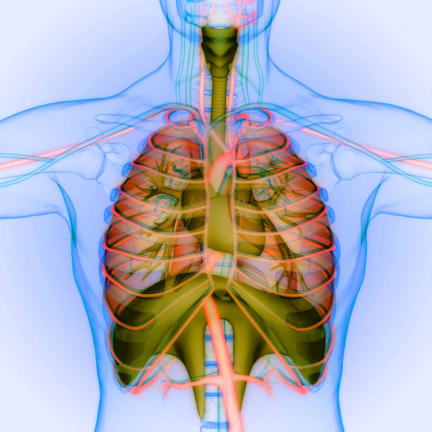 istock Human Respiratory System Lungs with Diaphragm Anatomy 1531009489