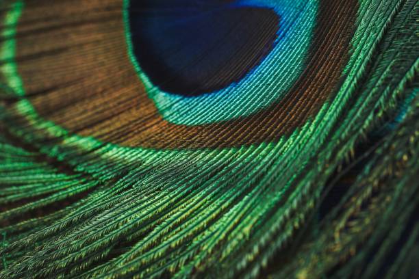 istock Vibrant closeup shot of a peacock feather, featuring its intricate and colorful patterns 1531009492