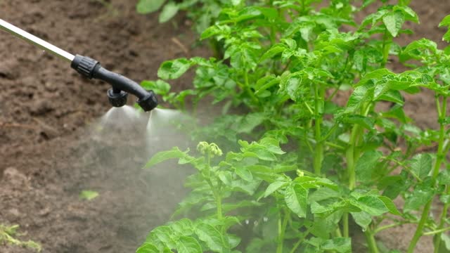 Spraying vegetable green plants in the garden with herbicides, pesticides or insecticides. Irrigation a potato filed rows with fertilizers, chemicals. Crop Sprayer. Agriculture work. Fungicide.