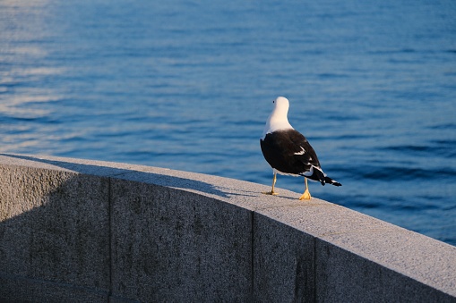 A seagull perched atop a concrete wall overlooking a vast ocean and a large sailboat in the background