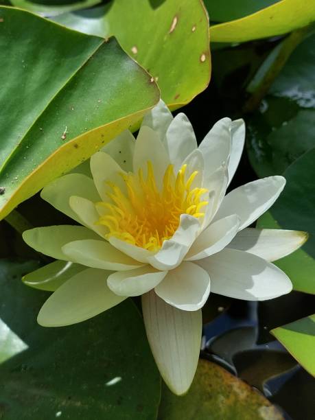 istock Beautiful white lotus flower 1531010589