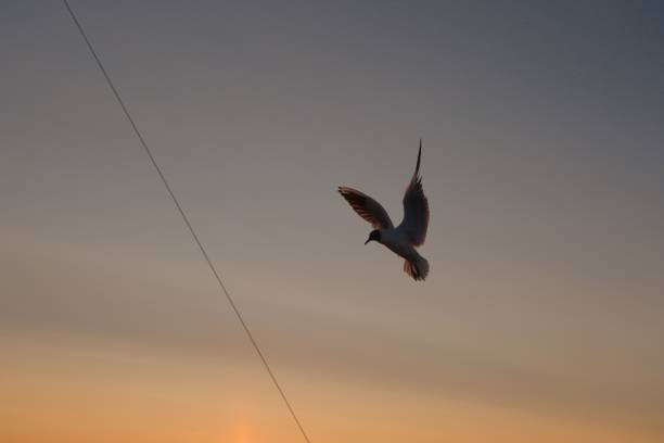 istock Black-headed Gull soaring through the sky at sunset 1531010610