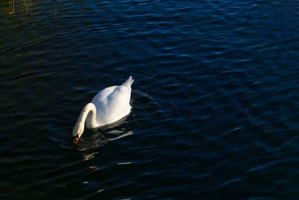 Free Stock Photo of A bird s eye view of a swan swimming in a body of ...