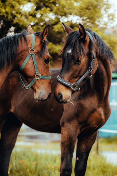 istock Arrival of the horses 1531010618