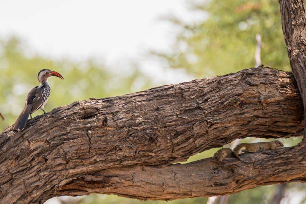 istock Southern yellow-billed hornbill bird perched on a tree branch 1531012234