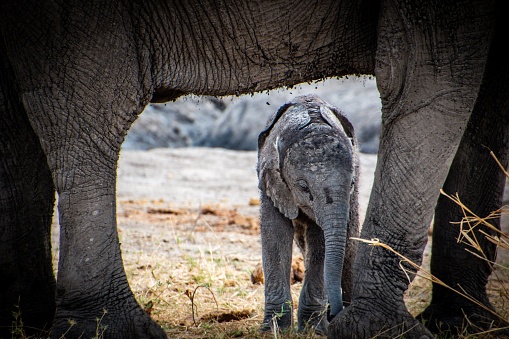 An adorable baby elephant walks alongside an adult elephant on a sun-soaked savannah