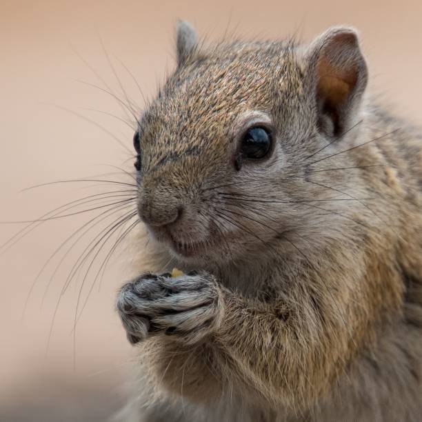 istock Closeup of a small cute rock squirrel 1531012249