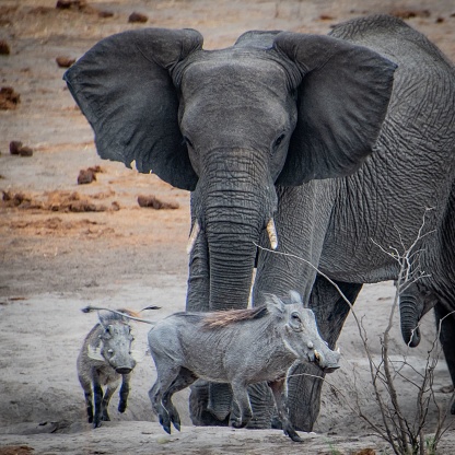 A majestic African elephant stands tall in a remote and desolate savanna, surrounded by a small herd of warthogs