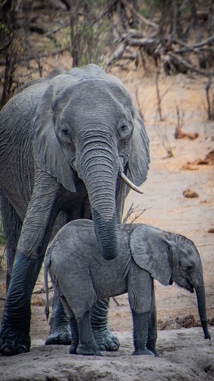 An adorable scene of an adult and baby elephant standing side by side