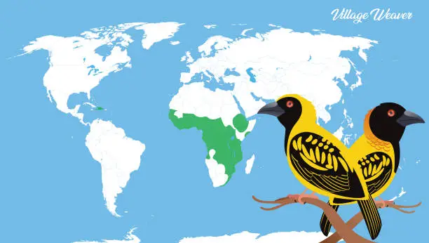 Vector illustration of Village Weaver bird lives on Earth