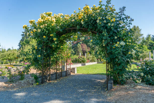 istock Seatac Garden Rose Arbor 2 1531019749