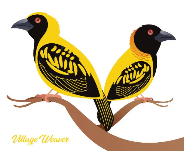 Vector illustration of Village Weaver Birds ( Ploceus cucullatus )