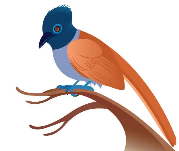 Vector illustration of African Paradise Flycatcher