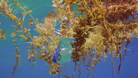 Underwater environment beneath the ocean surface with seaweed and kelp beds.