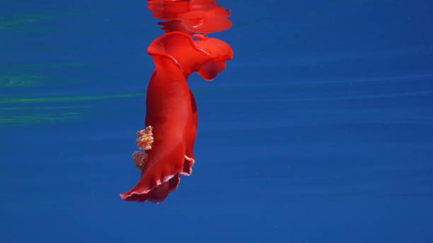 Red Sea Slug swims in blue sea reflected in water surface in sunrays. Spanish Dancer Nudibranch (Hexabranchus sanguineus) floats under surface of water reflecting in it on sunny day, Red sea, Egypt