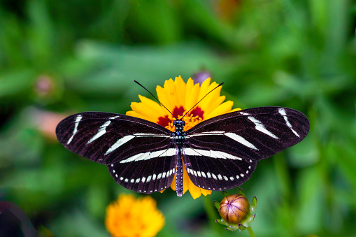 Close-up image of a zebra longwing butterfly