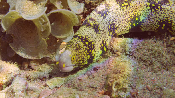 portrait rapproché de murène flocon de neige ou murène étoilée (echidna nebulosa) sur le fond de la mer par une journée ensoleillée au soleil, mer rouge, égypte - snowflake moray eel photos et images de collection