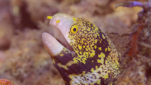 portrait rapproché de murène flocon de neige ou murène étoilée (echidna nebulosa) sur le fond de la mer par une journée ensoleillée au soleil, mer rouge, égypte - snowflake moray eel photos et images de collection