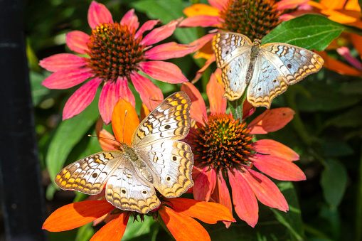 Two white peacock butterflies on a coneflower plant