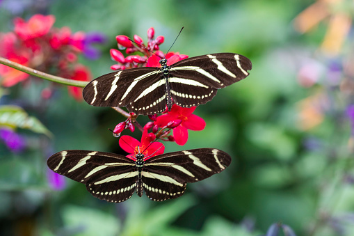 Close-up image of two zebra longwing butterflies