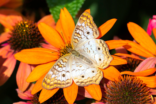 tropical orange butterfly isolated on white background