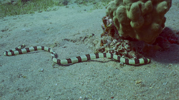 istock Harlequin Snake Eel (Myrichthys colubrinus) crawls along sandy bottom in daytime, Red sea, Egypt 1531049916