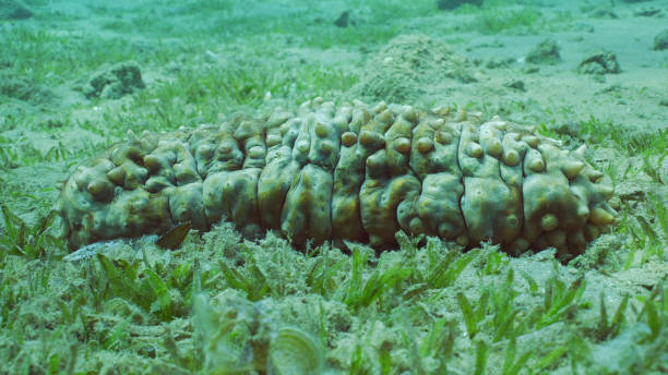 Ocellated Sea Cucumber (Stichopus pseudohorrens) lies on seabed covered with green algae Smooth ribbon seagrass (Cymodocea rotundata) in sunny day on sun glare, Red sea, Egypt Ocellated Sea Cucumber (Stichopus pseudohorrens) lies on seabed covered with green algae Smooth ribbon seagrass (Cymodocea rotundata) in sunny day on sun glare, Red sea, Egypt holothuria stock pictures, royalty-free photos & images