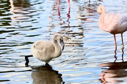 Greater flamingo chick feeding on a lake