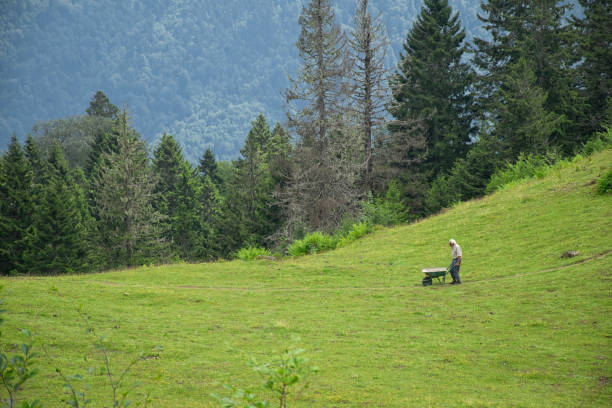 Rize, Turkey - August 16 2017 : Old man working in the highland. Landscape photo was taken in summer.