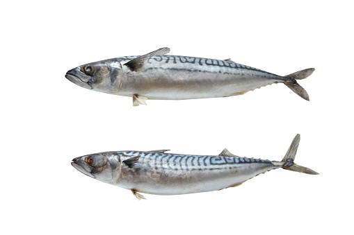 Two mackerel fish isolated on white background with space for text. Tasty and healthy seafood concept.