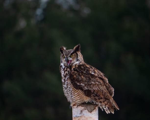 istock Great Horned Owl - Loud Shrill 1531095445
