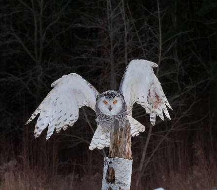 Snowy Owl (Bubo Scandiacus), making a landing from a flight! It is returning from a flight, to a birch tree trunk.