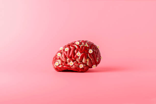 istock A model of the human brain on a pink background with copy space. 1531095978