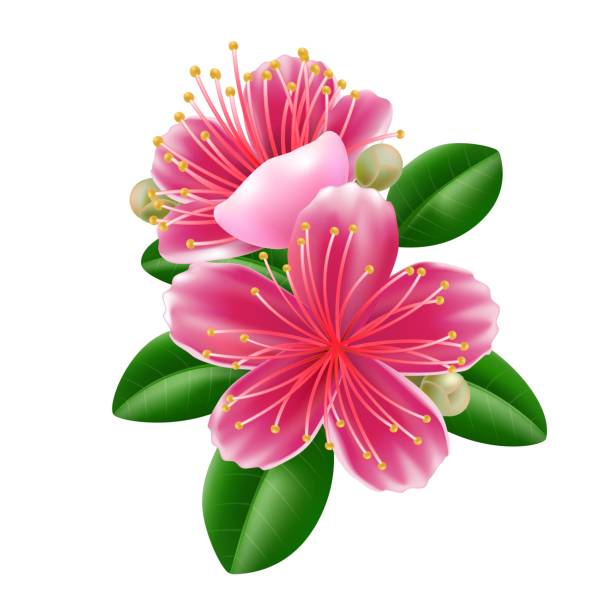 ilustraciones, imágenes clip art, dibujos animados e iconos de stock de flor de feijoa en estilo realista - feijoo