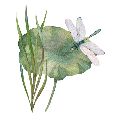 composition of green leaves with dry water lily, dragonfly and watercolor blue water spot. painted in watercolor on white background. for design of postcards, prints, invitations, labels