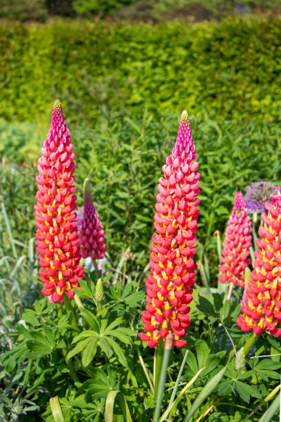 Lupins in a cottage garden