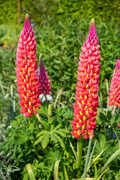 istock Lupins in a cottage garden 1531136092