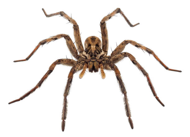 istock Radiated wolf spider isolated on white background, Hogna radiata 1531136123