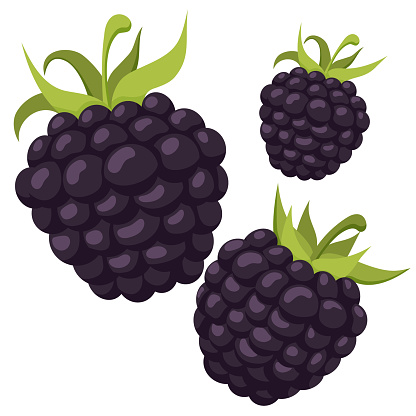 Illustration of blackberry. Summer fresh berries.
