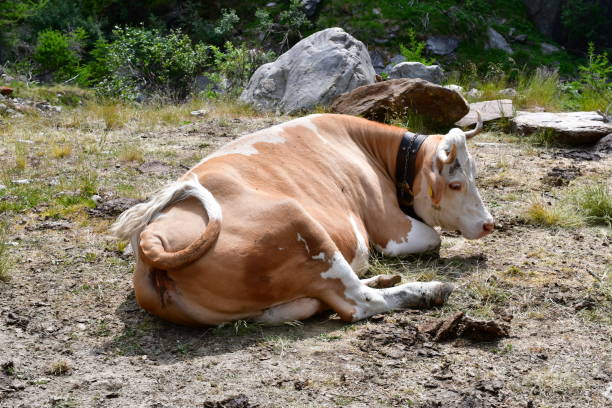istock Portrait of a cow 1531151455