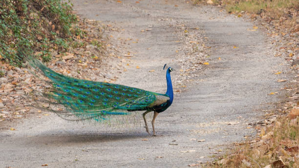 istock Indian Peafowl (Peacock) or Pavo cristatus 1531154102